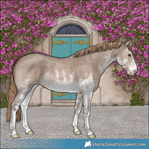 Horse Color:White Spotted Liver Red Dun 