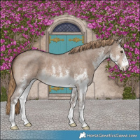 Horse Color:White Spotted Liver Red Dun 