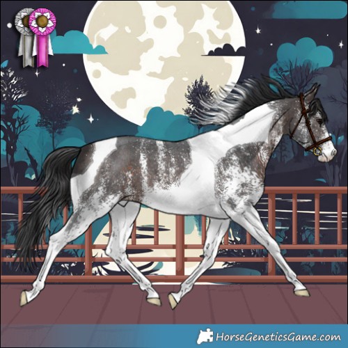 Horse Color:White Spotted Brown Tobiano 