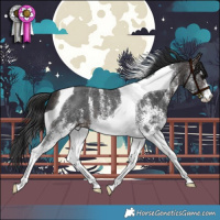 Horse Color:White Spotted Brown Tobiano