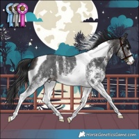 Horse Color:White Spotted Brown Tobiano 