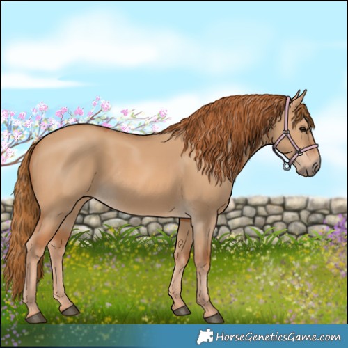 Horse Color:Red Dun 