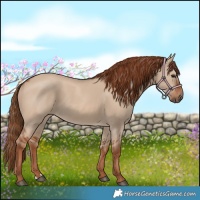Horse Color:Red Dun 