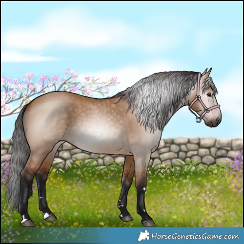 Horse Color:Gray Bay Dun 