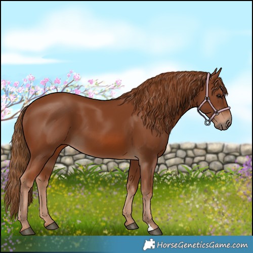Horse Color:Chestnut 