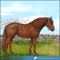 Horse Color:Chestnut 