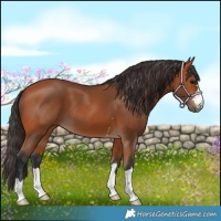 Horse Color:Bay 