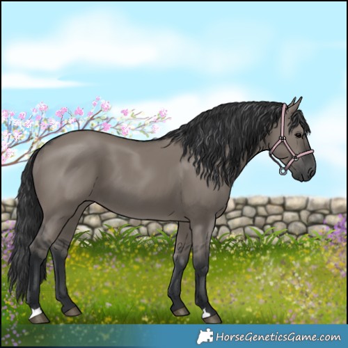 Horse Color:Grullo 