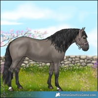 Horse Color:Grullo 