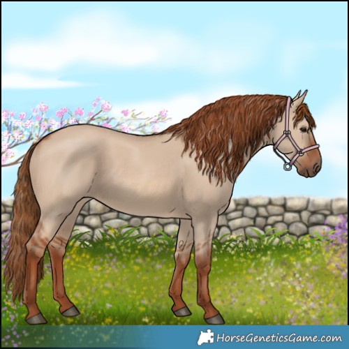 Horse Color:Red Dun 