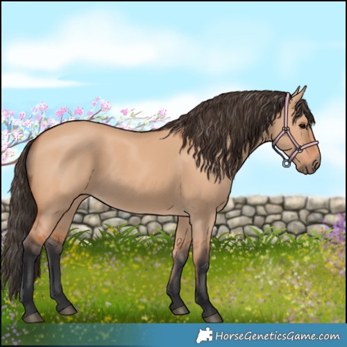Horse Color:Bay Dun