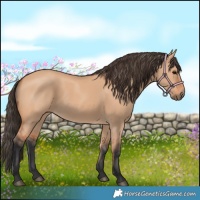 Horse Color:Bay Dun 