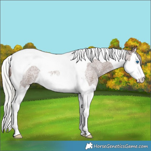 Horse Color:Silver Blue Roan Splash Tobiano Rabicano