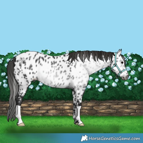 Horse Color:Gray Black Appaloosa Rabicano 