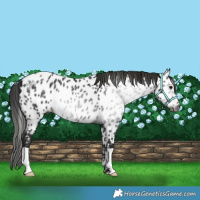 Horse Color:Gray Black Near Leopard Rabicano 