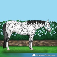 Horse Color:Gray Black Appaloosa Rabicano 