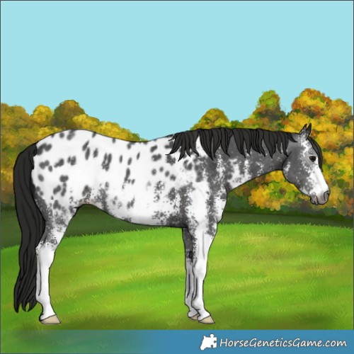 Horse Color:Gray Black Sabino Appaloosa