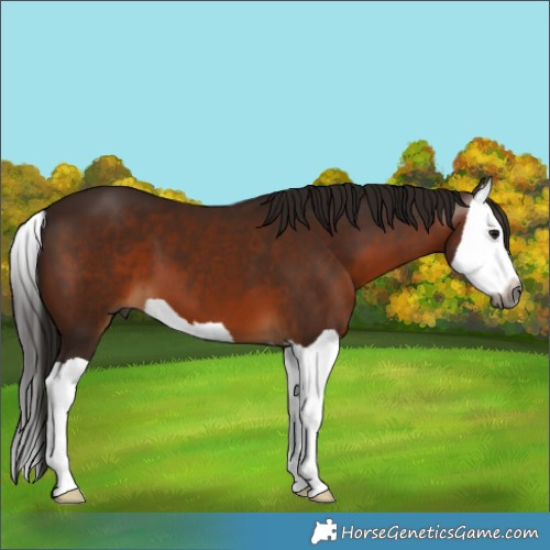 Horse Color:Gray Bay Splash 