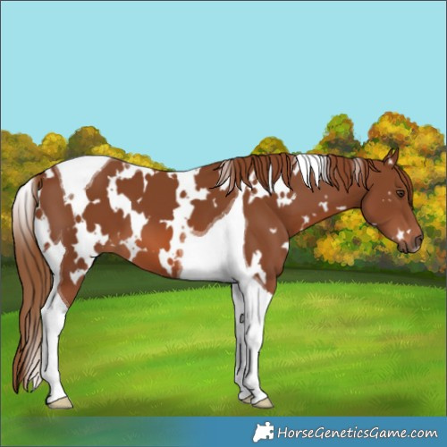 Horse Color:White Spotted Chestnut Tobiano