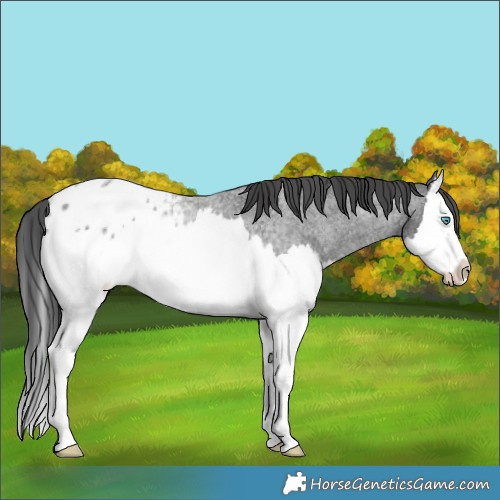 Horse Color:Blue Roan Splash Appaloosa