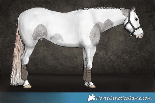 Horse Color:Liver Red Roan Splash Tobiano Rabicano 