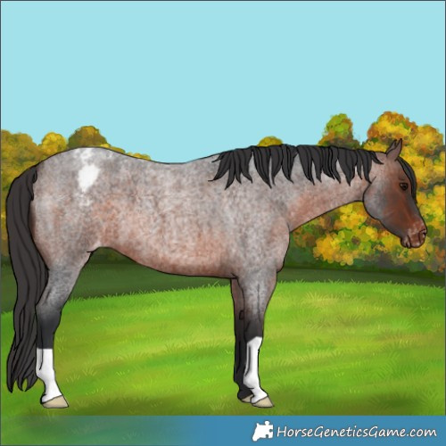 Horse Color:Brown Roan Appaloosa 