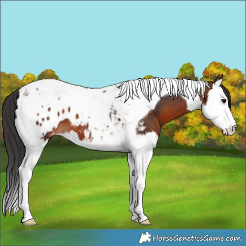 Horse Color:Brown Splash Tobiano Appaloosa 