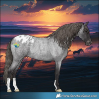Horse Color:Smoky Blue Roan Appaloosa Rabicano 