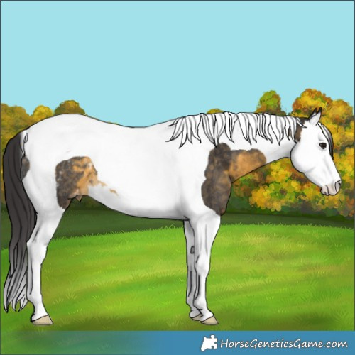 Horse Color:Buckskin Splash Tobiano Appaloosa Rabicano 