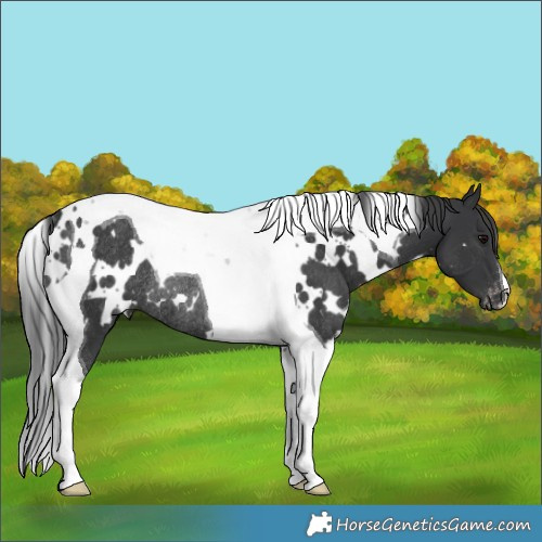 Horse Color:White Spotted Black Tobiano Appaloosa Rabicano 