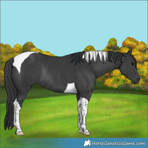 Horse Color:Black Tobiano Rabicano 