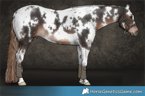 Horse Color:White Spotted Liver Chestnut Tobiano 