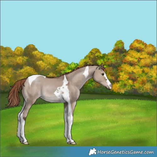 Horse Color:Liver Red Dun Tobiano 