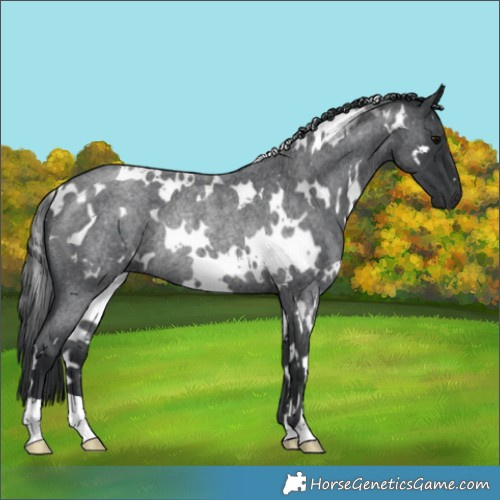 Horse Color:White Spotted Blue Roan Rabicano 