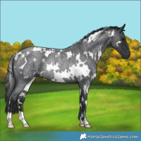 Horse Color:White Spotted Blue Roan Rabicano 