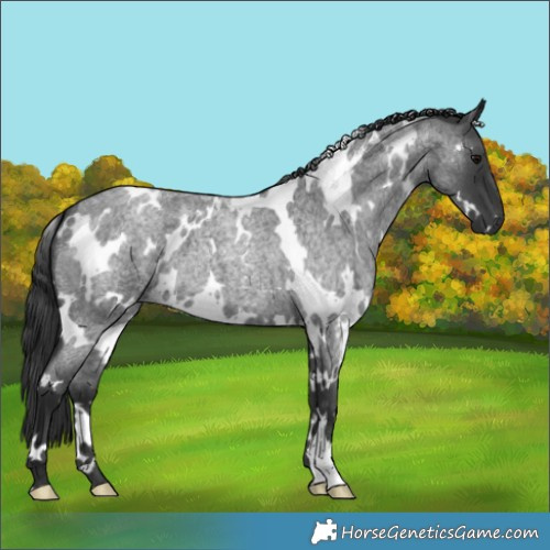 Horse Color:White Spotted Blue Roan 