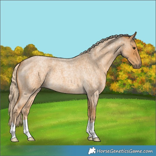 Horse Color:Palomino Roan 