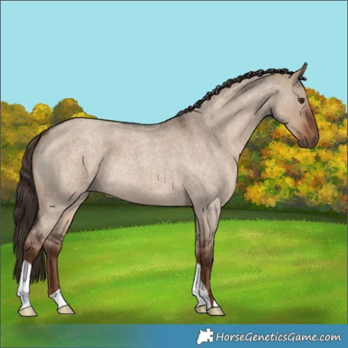 Horse Color:Liver Red Dun Roan 