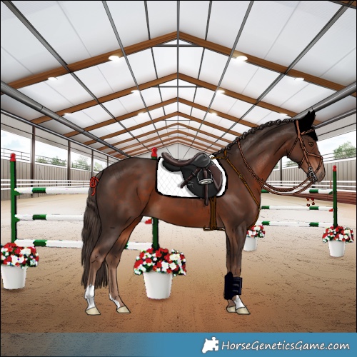 Horse Color:Liver Chestnut 