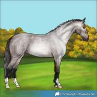 Horse Color:Gray Bay Roan