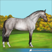 Horse Color:Gray Bay Roan 