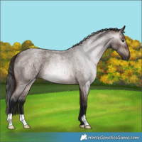 Horse Color:Gray Bay Roan