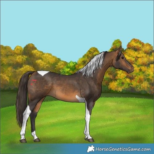 Horse Color:Buckskin Tobiano