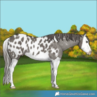 Horse Color:Grullo Splash Appaloosa 