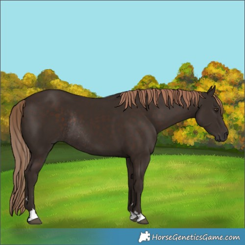 Horse Color:Liver Chestnut Rabicano 
