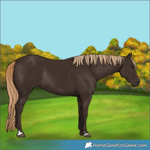 Horse Color:Liver Chestnut Rabicano 
