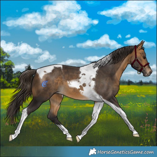 Horse Color:Buckskin Tobiano 