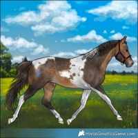 Horse Color:Buckskin Tobiano 