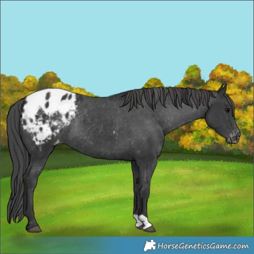 Horse Color:Black Blanket Rabicano 