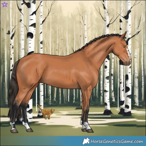 Horse Color:Bay 